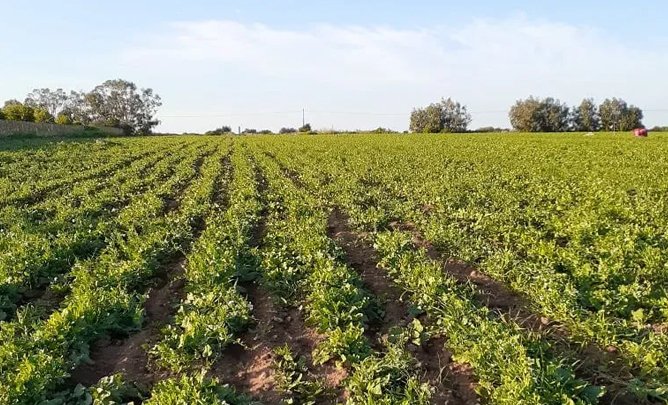 terrain agricole casablanca maroc