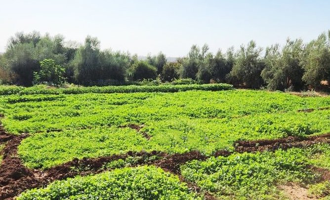 terrain agricole casablanca maroc